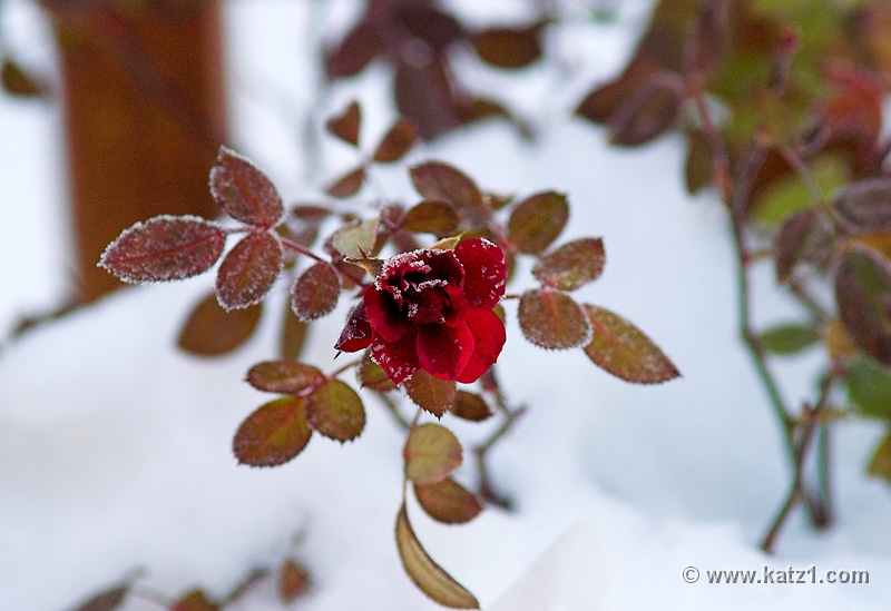 Winter Rose 4